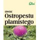 Flos Ostropest Owoc 100g Wspomaga Pracę Wątroby